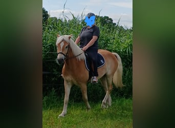 Haflinger, Wallach, 5 Jahre, 155 cm