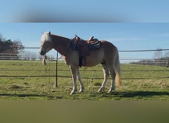 Haflinger, Wallach, 5 Jahre, 155 cm