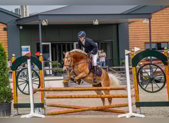 Haflinger, Wallach, 5 Jahre, 155 cm, Fuchs