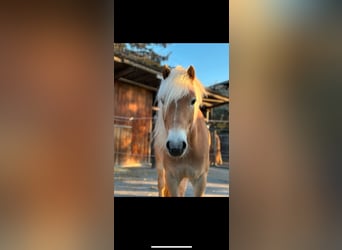 Haflinger, Wallach, 5 Jahre, 155 cm, Fuchs