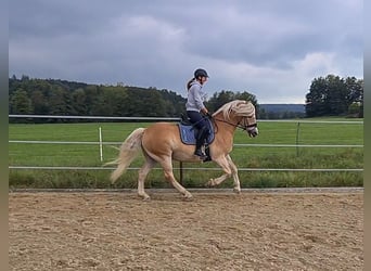 Haflinger, Wallach, 5 Jahre, 155 cm, Fuchs