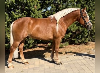 Haflinger Mix, Wallach, 5 Jahre, 155 cm, Fuchs