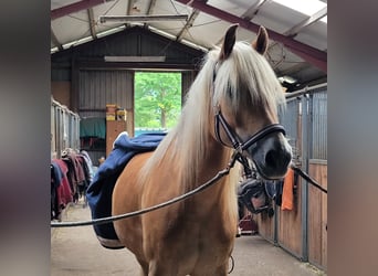 Haflinger, Wallach, 5 Jahre, 155 cm, Fuchs