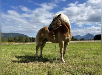 Haflinger, Wallach, 5 Jahre, 155 cm, Fuchs