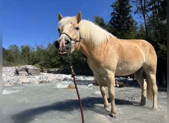 Haflinger, Wallach, 5 Jahre, 155 cm, Fuchs