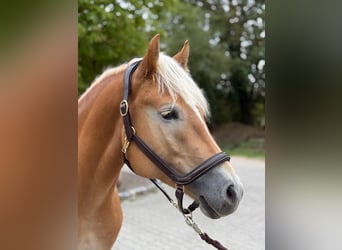 Haflinger, Wallach, 5 Jahre, 155 cm, Fuchs