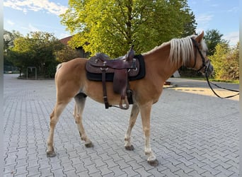 Haflinger, Wallach, 5 Jahre, 155 cm, Fuchs