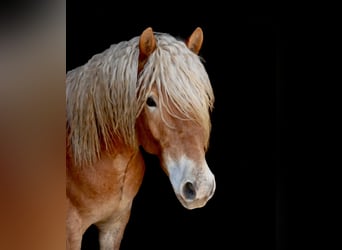 Haflinger, Wallach, 5 Jahre, 155 cm
