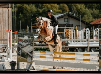 Haflinger, Wallach, 5 Jahre, 155 cm