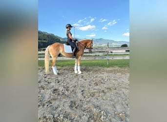 Haflinger, Wallach, 5 Jahre, 155 cm