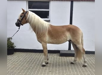 Haflinger, Wallach, 5 Jahre, 156 cm, Fuchs