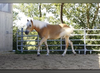 Haflinger, Wallach, 5 Jahre, 157 cm, Fuchs