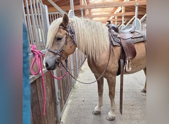 Haflinger, Wallach, 5 Jahre, 157 cm, Fuchs