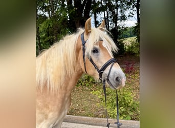 Haflinger, Wallach, 5 Jahre, 158 cm, Fuchs