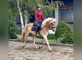 Haflinger, Wallach, 5 Jahre, 158 cm, Fuchs