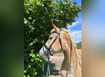 Haflinger, Wallach, 5 Jahre, 158 cm, Fuchs