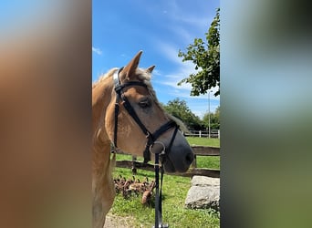 Haflinger, Wallach, 5 Jahre, 158 cm, Fuchs