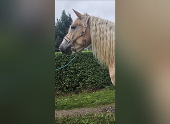 Haflinger, Wallach, 5 Jahre, 158 cm, Fuchs