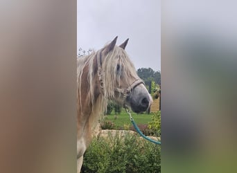 Haflinger, Wallach, 5 Jahre, 158 cm, Fuchs