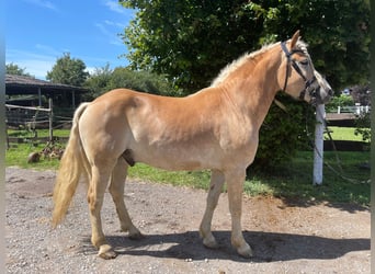Haflinger, Wallach, 5 Jahre, 158 cm, Fuchs