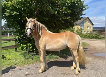 Haflinger, Wallach, 5 Jahre, 158 cm, Fuchs