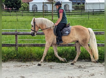 Haflinger, Wallach, 5 Jahre, 162 cm, Fuchs