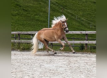 Haflinger, Wallach, 5 Jahre, 162 cm, Fuchs