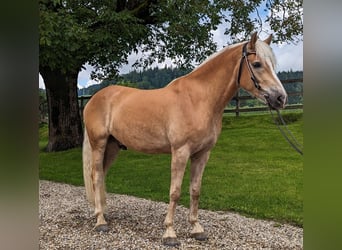 Haflinger, Wallach, 5 Jahre, 162 cm, Fuchs