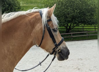 Haflinger, Wallach, 5 Jahre, 162 cm, Fuchs