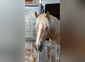 Haflinger, Wallach, 5 Jahre, 162 cm, Fuchs