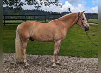 Haflinger, Wallach, 5 Jahre, 162 cm, Fuchs