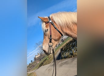 Haflinger, Wallach, 5 Jahre, 162 cm, Fuchs