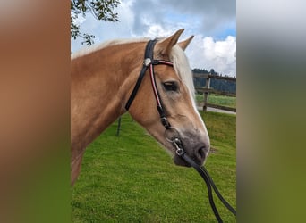 Haflinger, Wallach, 5 Jahre, 162 cm, Fuchs