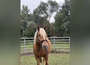 Haflinger, Wallach, 5 Jahre, 162 cm, Hellbrauner