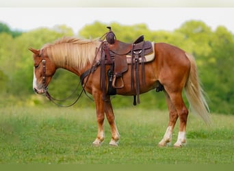 Haflinger Mix, Wallach, 5 Jahre, Dunkelfuchs