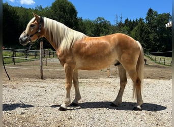 Haflinger, Wallach, 5 Jahre