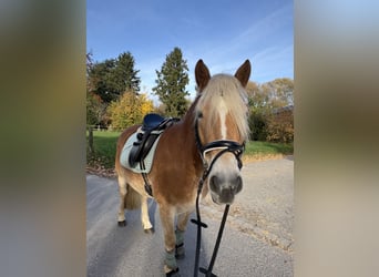 Haflinger, Wallach, 5 Jahre