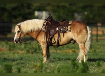 Haflinger, Wallach, 6 Jahre, 135 cm, Rotfuchs