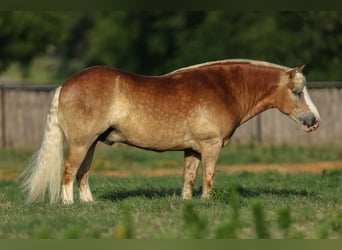 Haflinger, Wallach, 6 Jahre, 135 cm, Rotfuchs