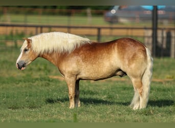 Haflinger, Wallach, 6 Jahre, 135 cm, Rotfuchs
