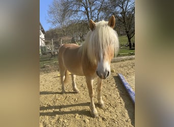 Haflinger, Wallach, 6 Jahre, 140 cm