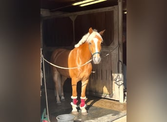 Haflinger, Wallach, 6 Jahre, 144 cm