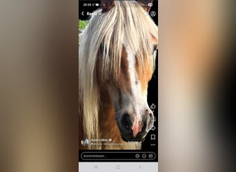 Haflinger, Wallach, 6 Jahre, 145 cm