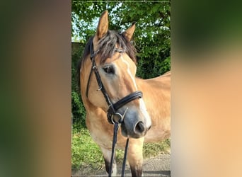 Haflinger Mix, Wallach, 6 Jahre, 146 cm, Schecke