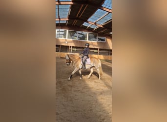 Haflinger, Wallach, 6 Jahre, 147 cm, Fuchs