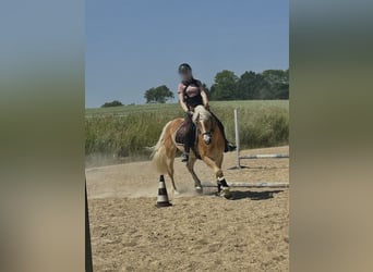 Haflinger, Wallach, 6 Jahre, 148 cm, Fuchs