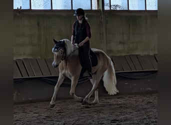Haflinger, Wallach, 6 Jahre, 148 cm, Fuchs