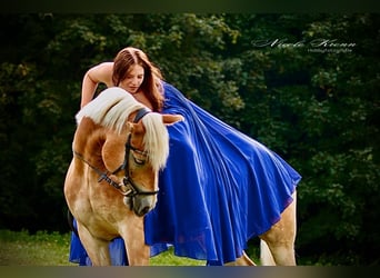 Haflinger, Wallach, 6 Jahre, 148 cm, Fuchs