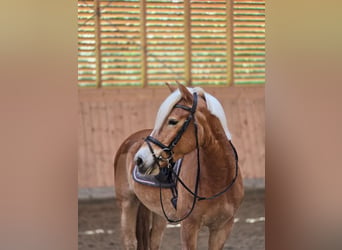 Haflinger, Wallach, 6 Jahre, 148 cm, Fuchs