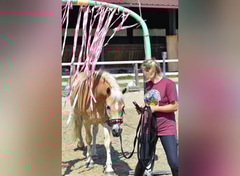 Haflinger, Wallach, 6 Jahre, 150 cm